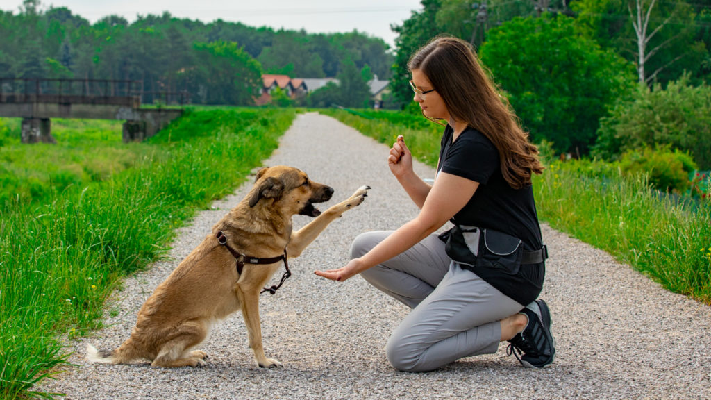 behawiorysta Warszawa Nadarzyn trening psów