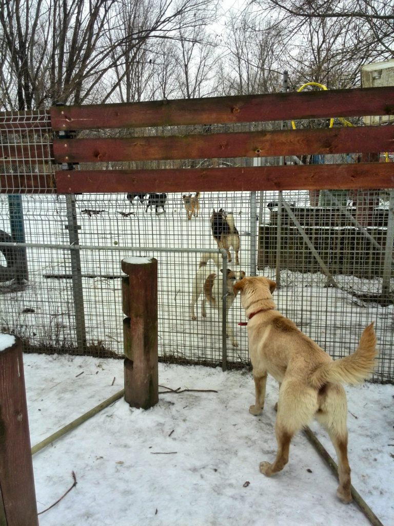 Komunikacja psów przez barierę