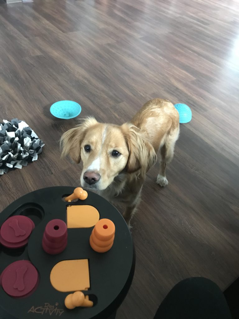 Zabawka na inteligencję Trixie Dog Activity
